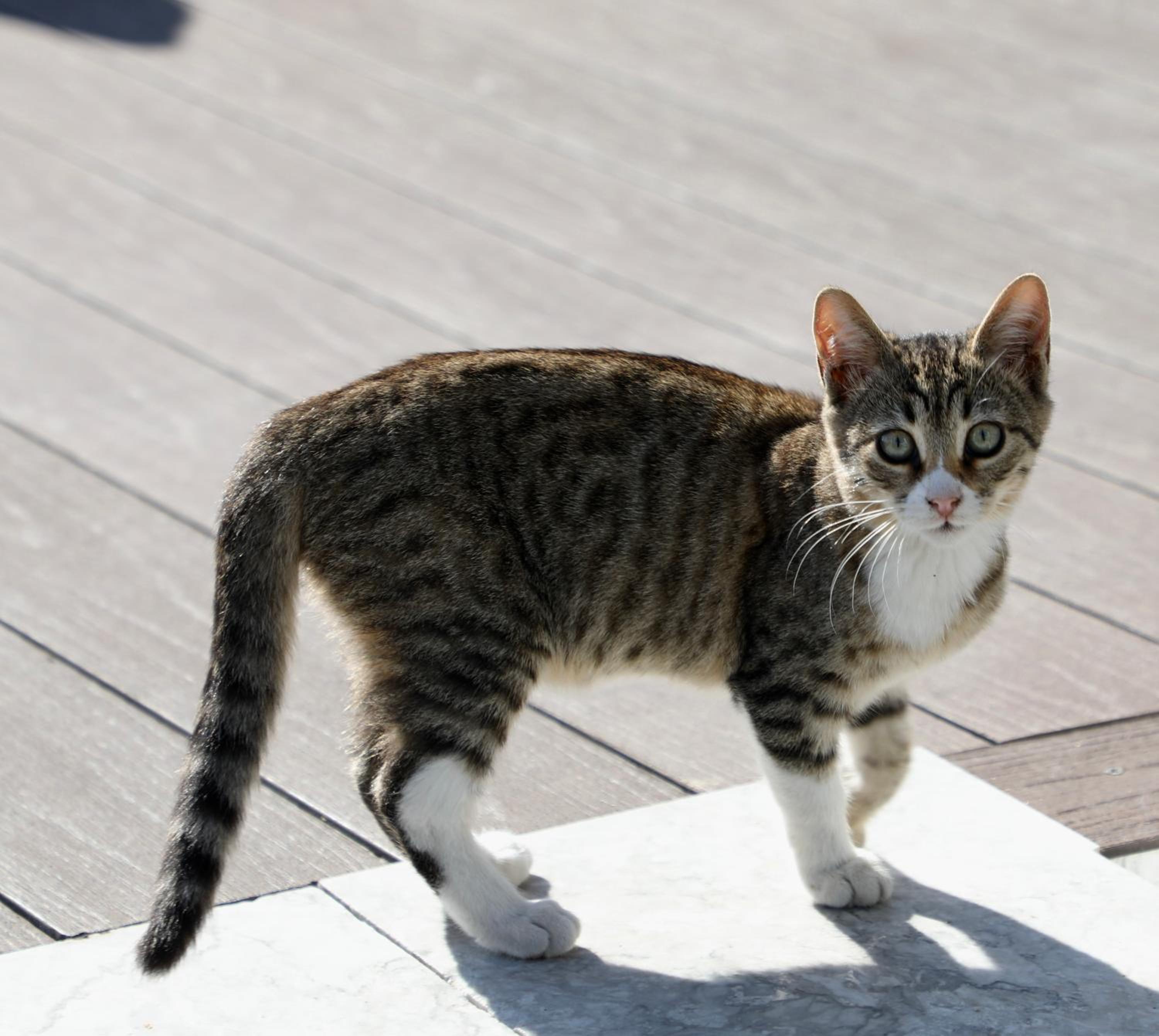 Istanbul Royal Hotel - Image 126