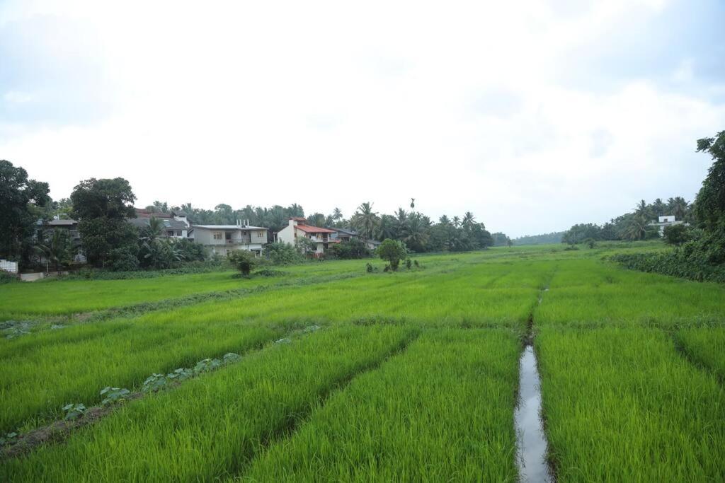 The Paddy view 3