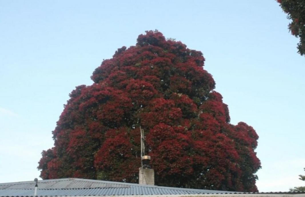 Pohutukawa Villa