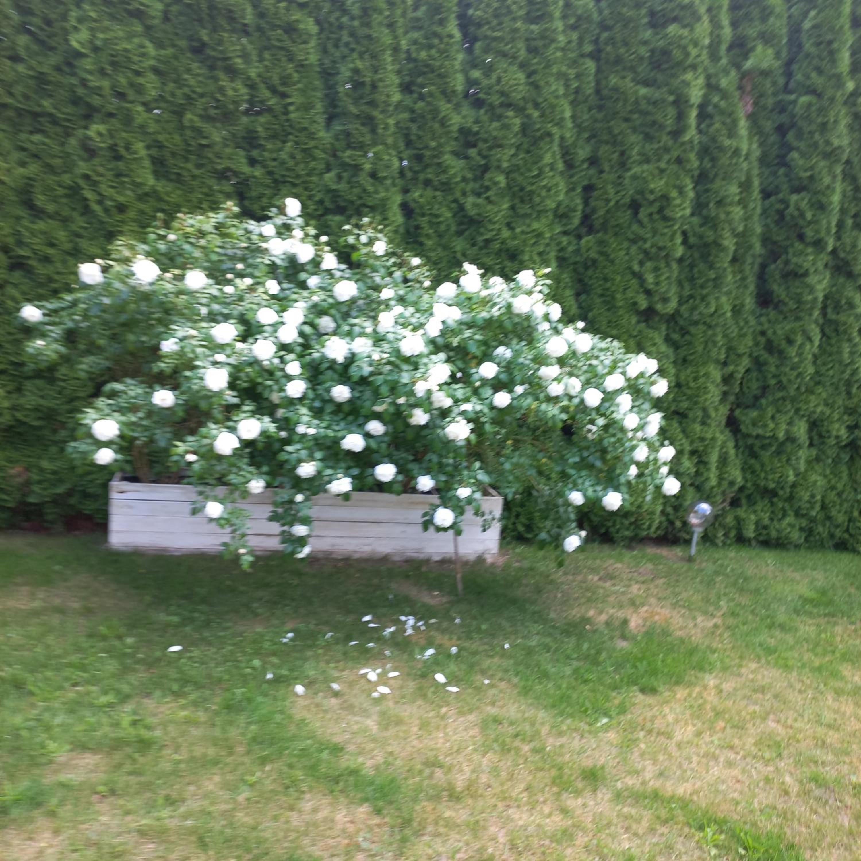 Photo 27