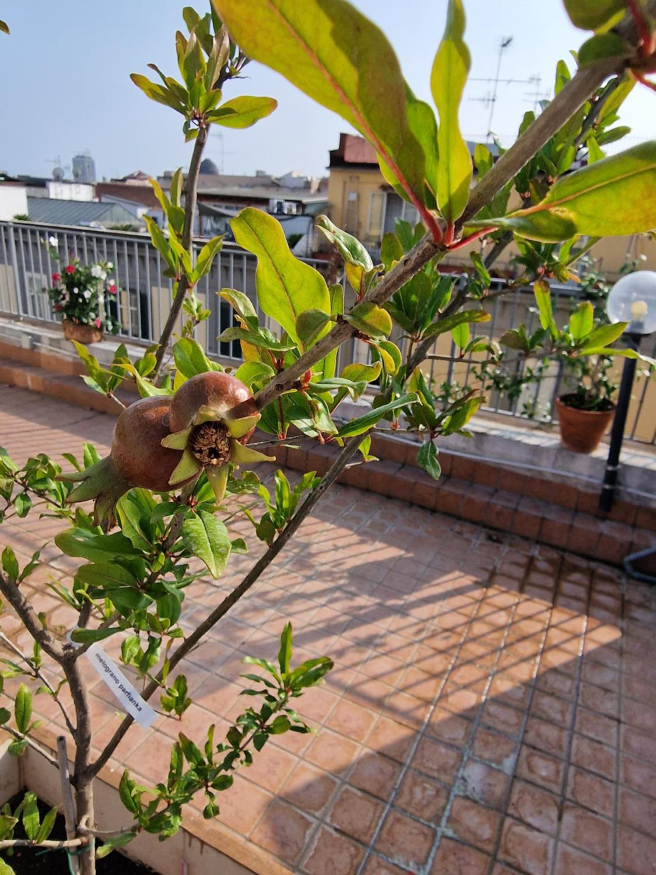 La terrazza delle fate