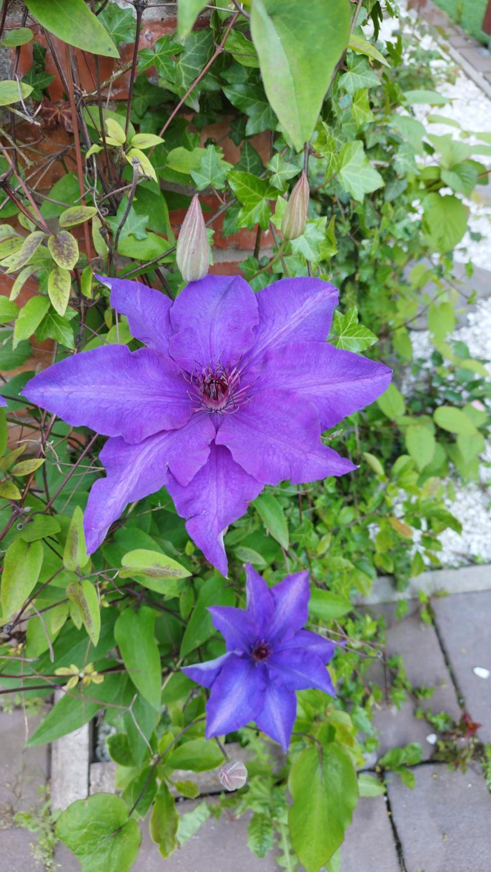 Photo 81