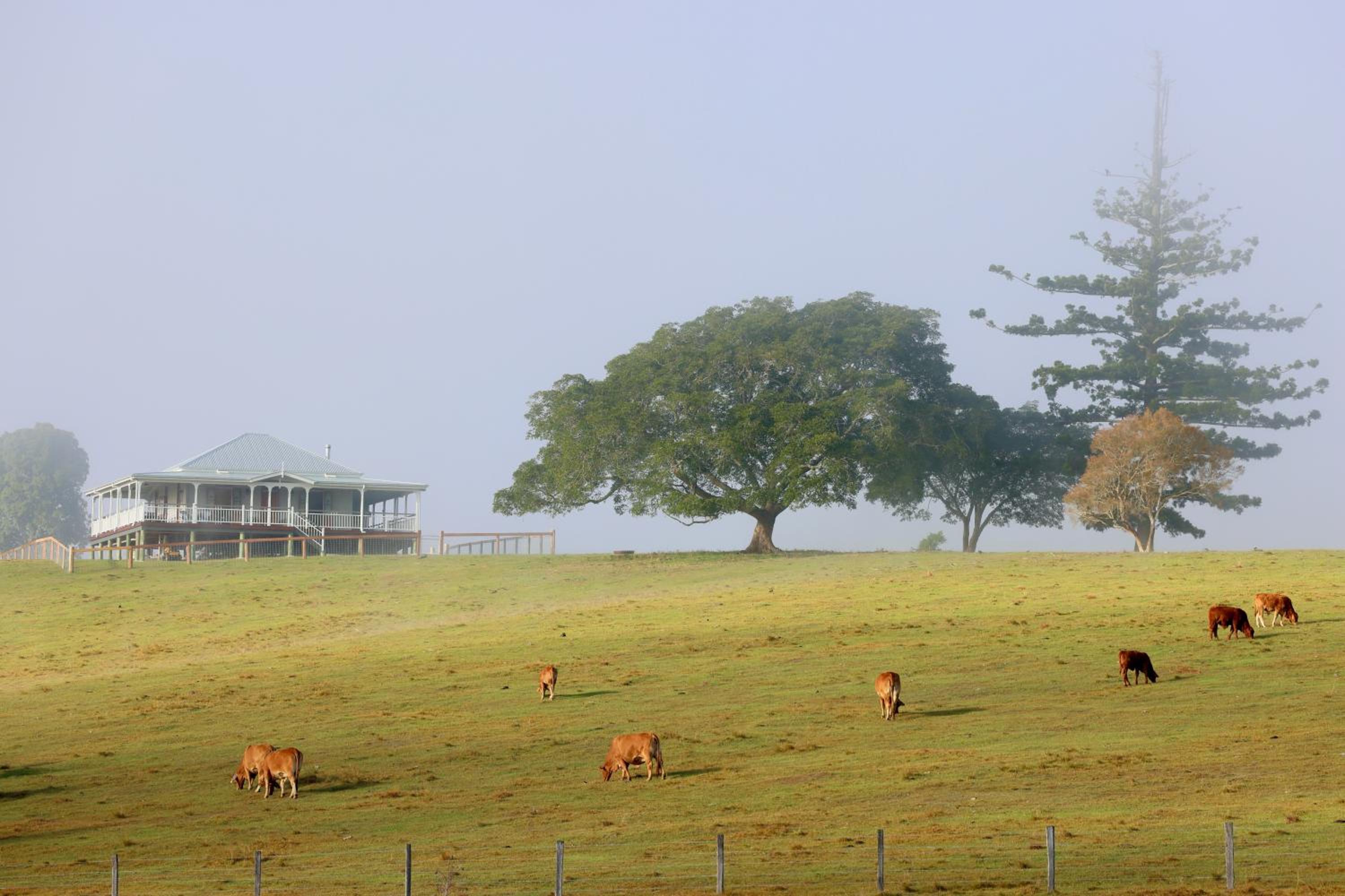 Cookes Road Cottage at Conondale
