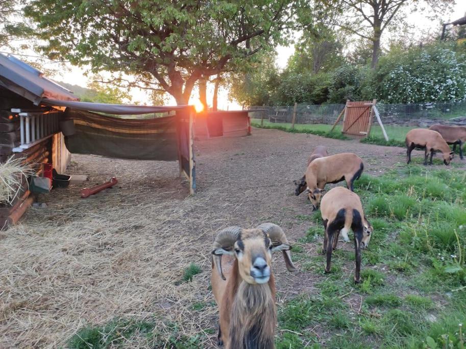 romantische Ferienwohnung im Vogelsbergkreis