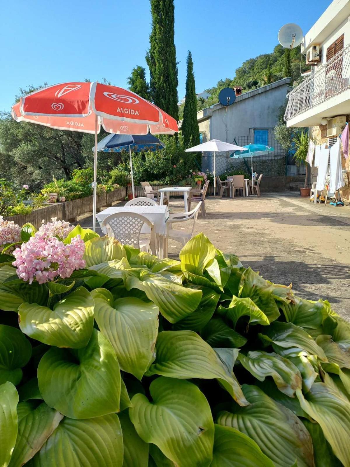 Apartments Andjus