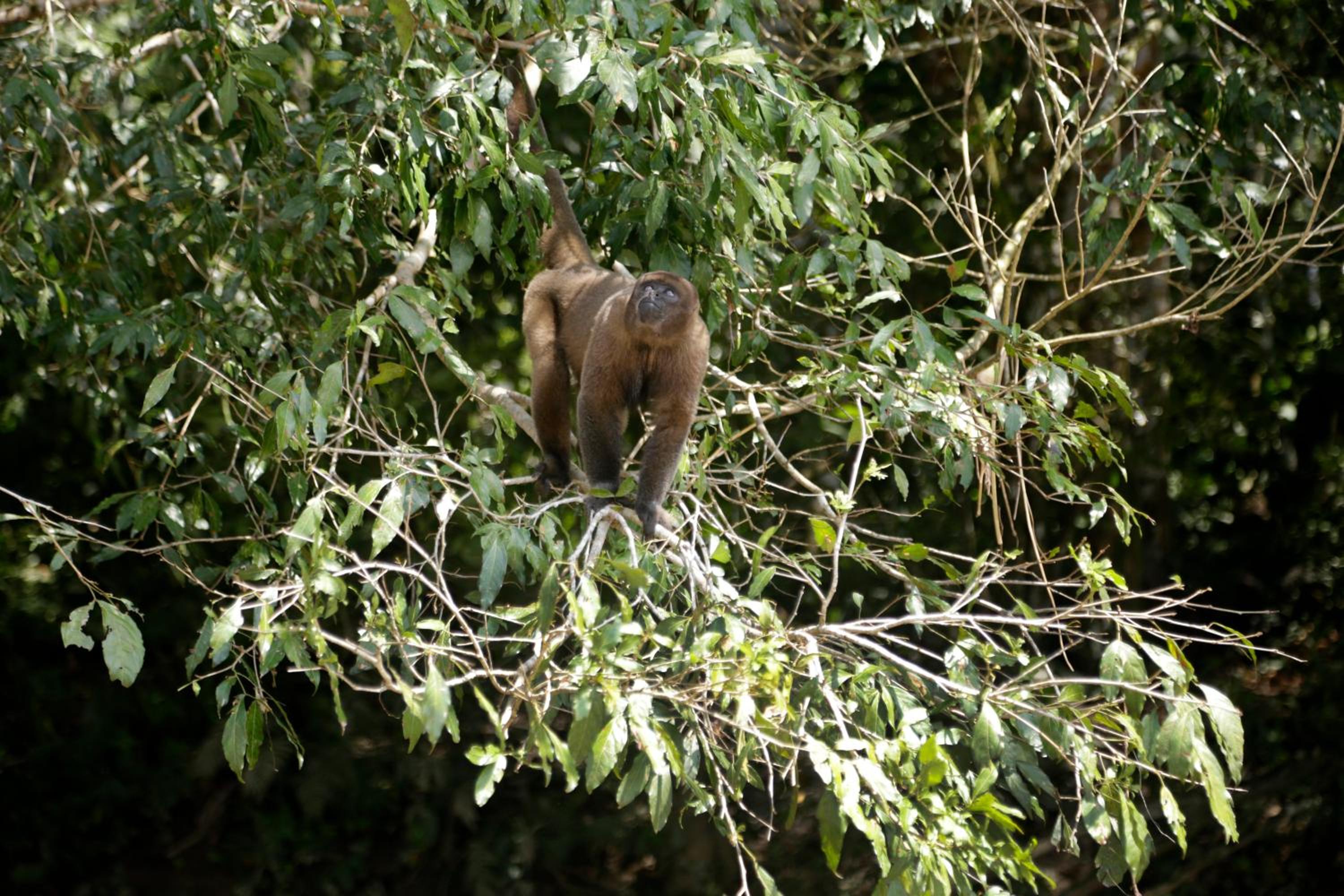 Misahualli Amazon Lodge