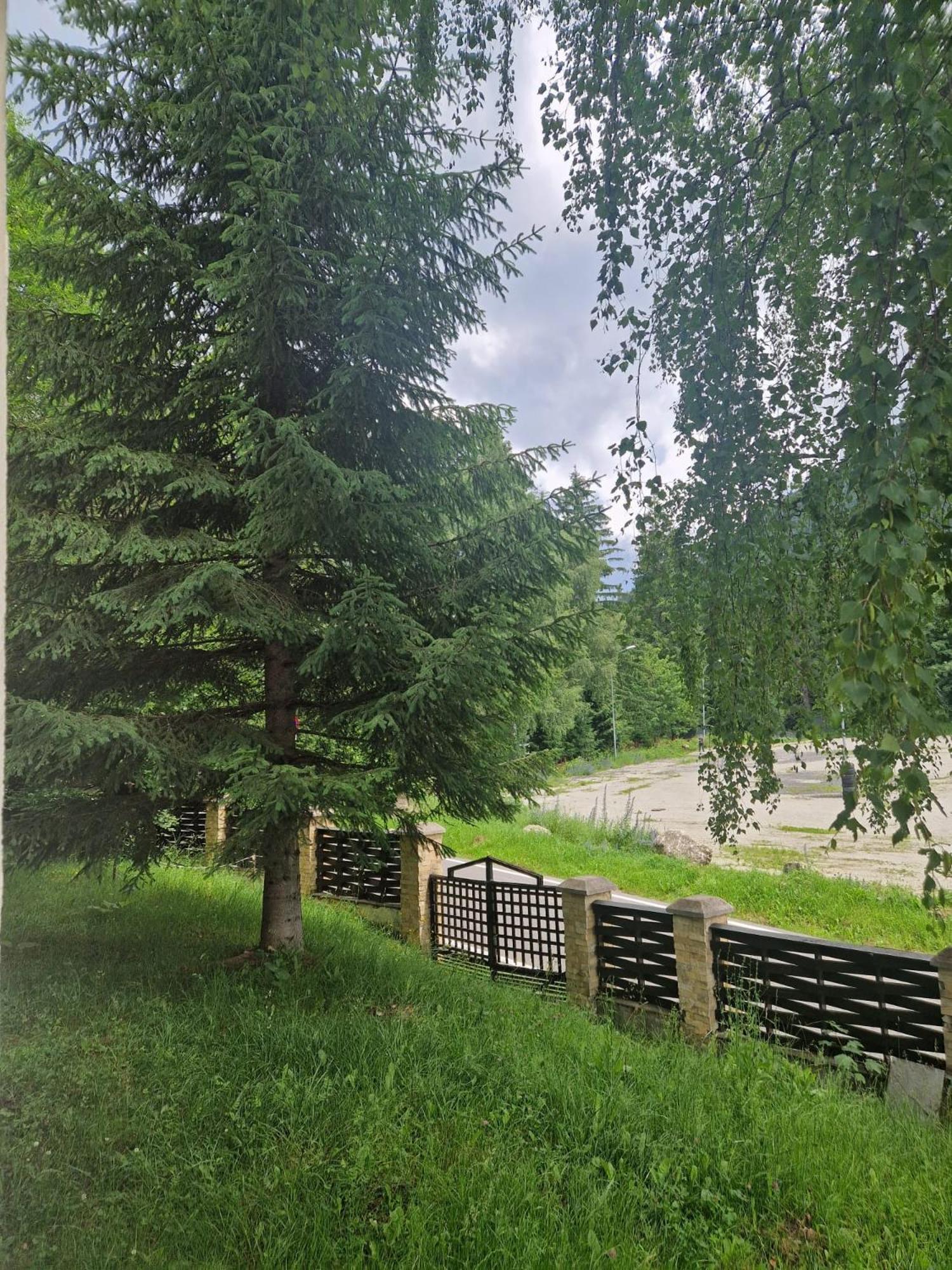 Vila Pinul si Mesteacanul view 5
