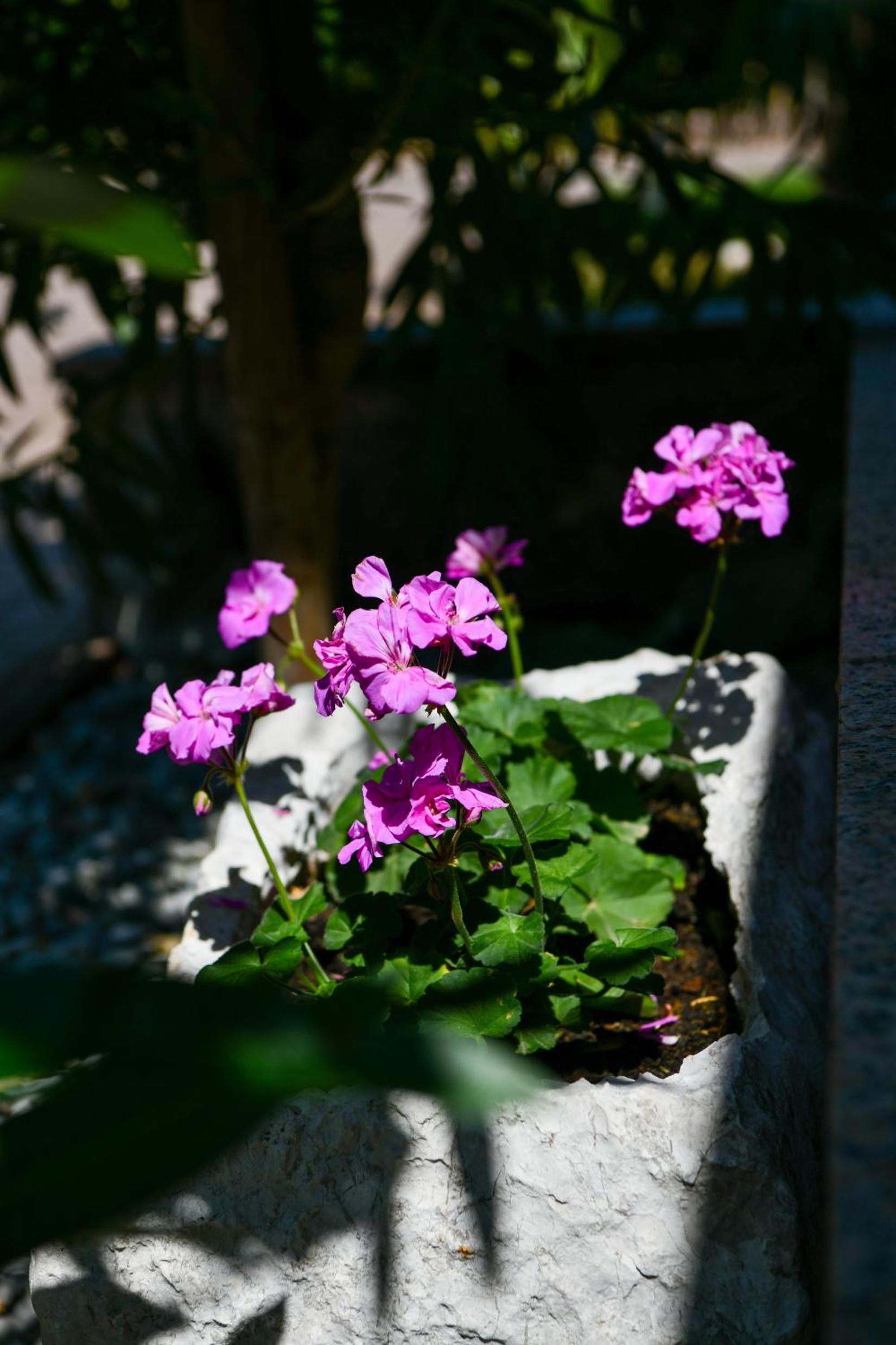 Photo 49