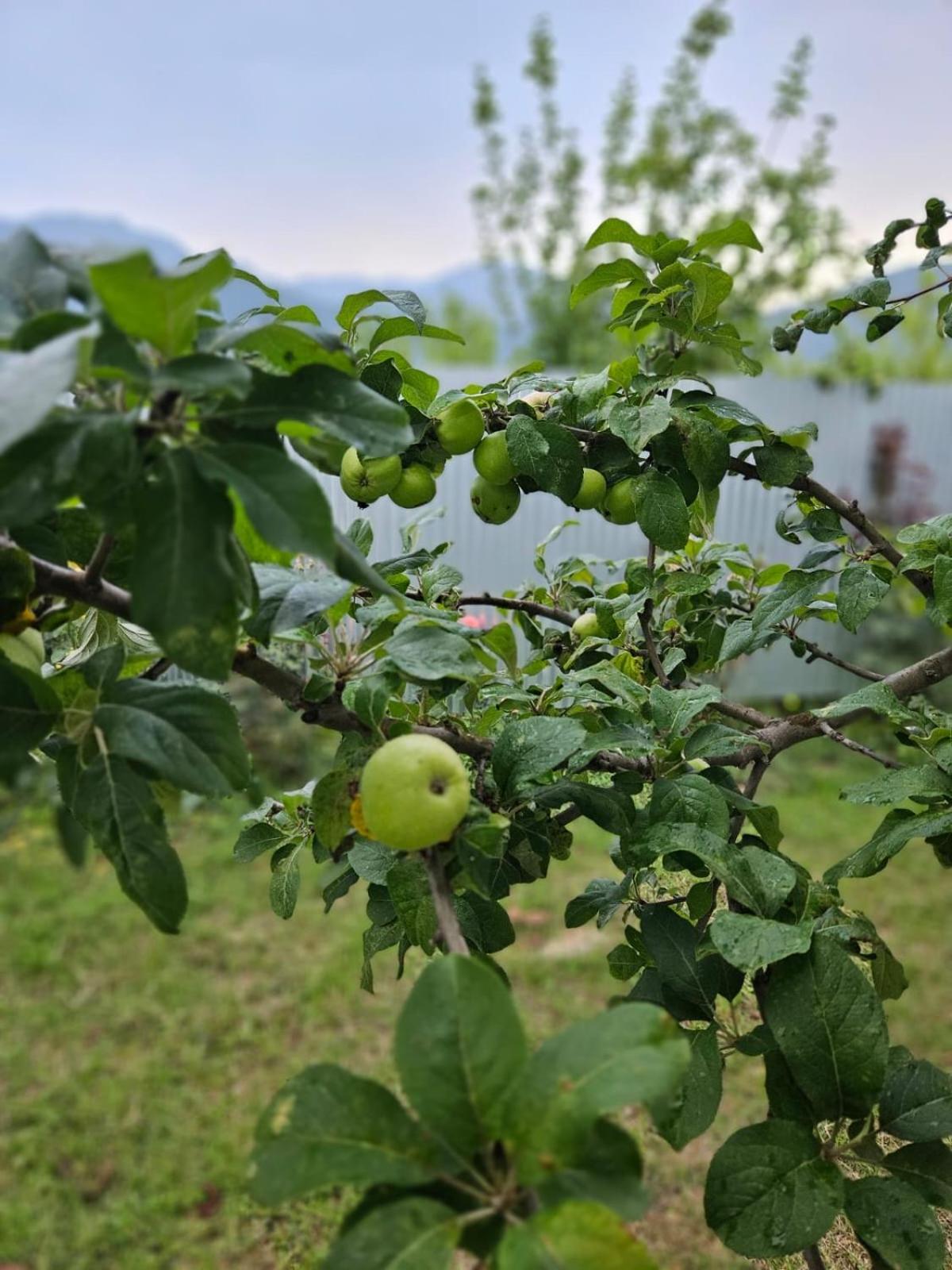 House in the village - APPLE PARADISE