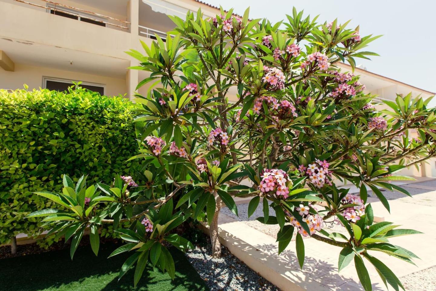 Nissi 3 Pool View Apartment