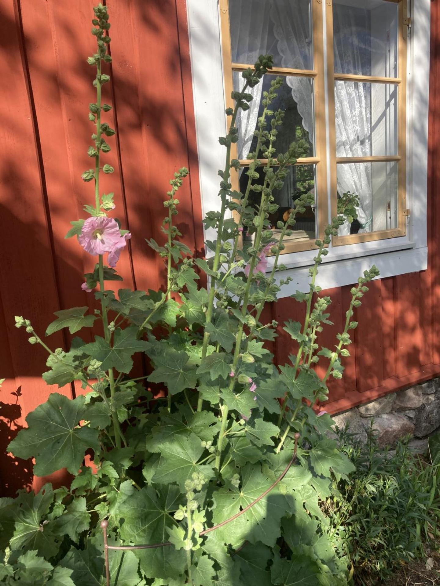 Thorstorps Gård B&B