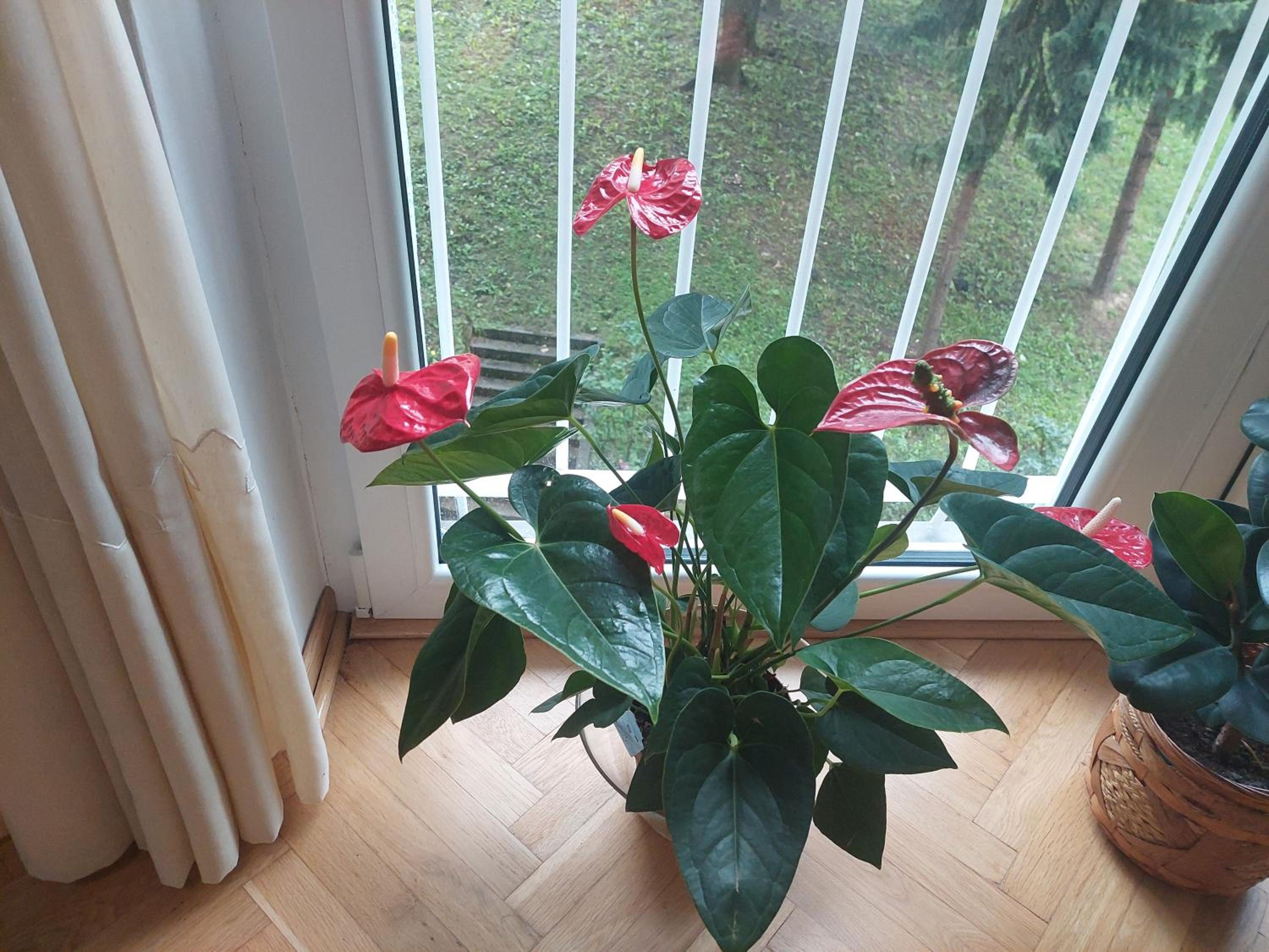 Sevojno Studio view 4
