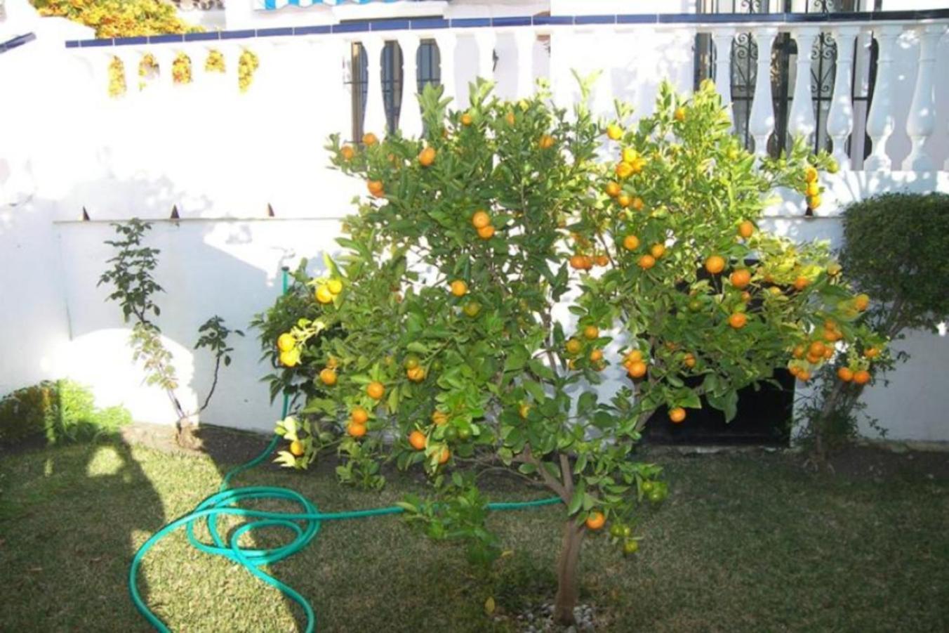 Capistrano1