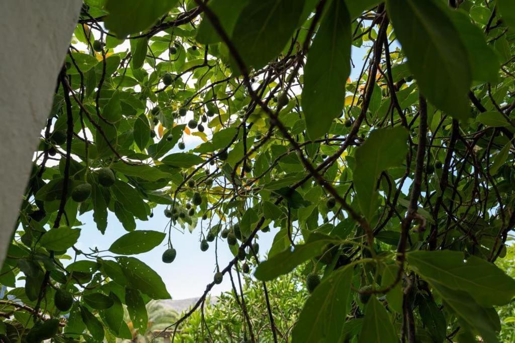 Finca Artiles