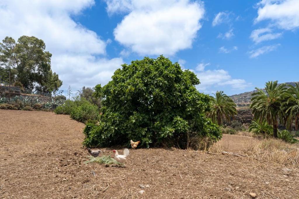 Finca Artiles