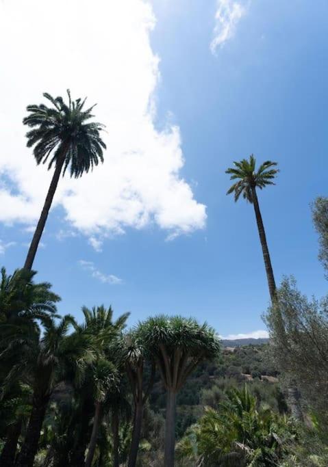 Finca Artiles