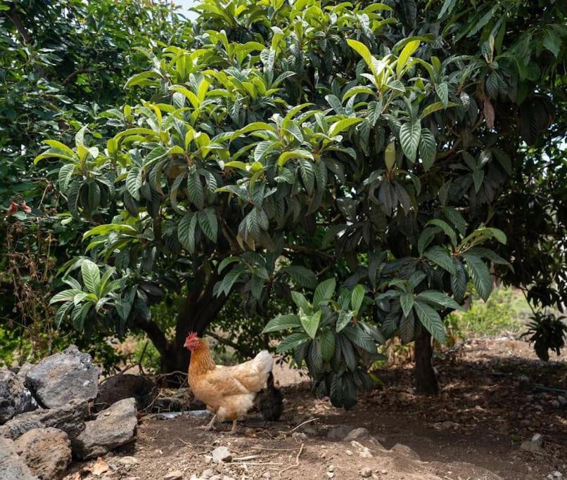 Finca Artiles