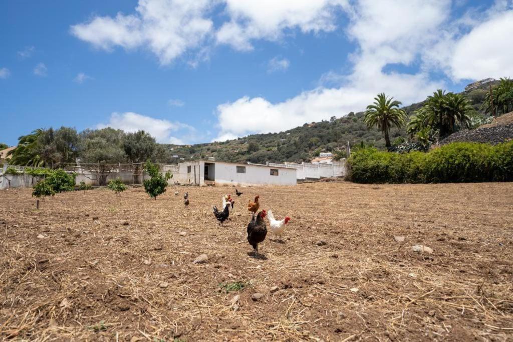 Finca Artiles