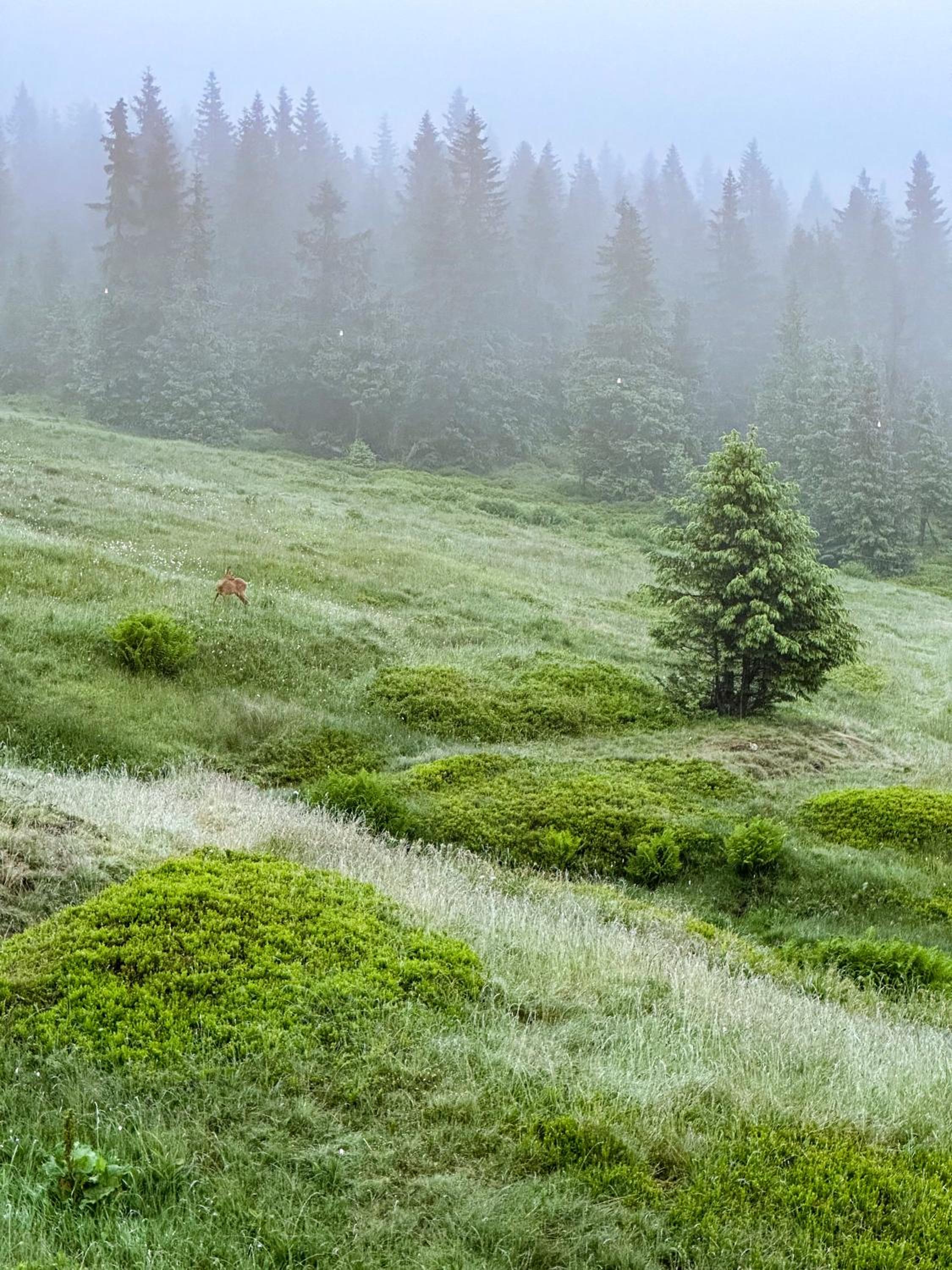 Horská bouda KUPROVKA