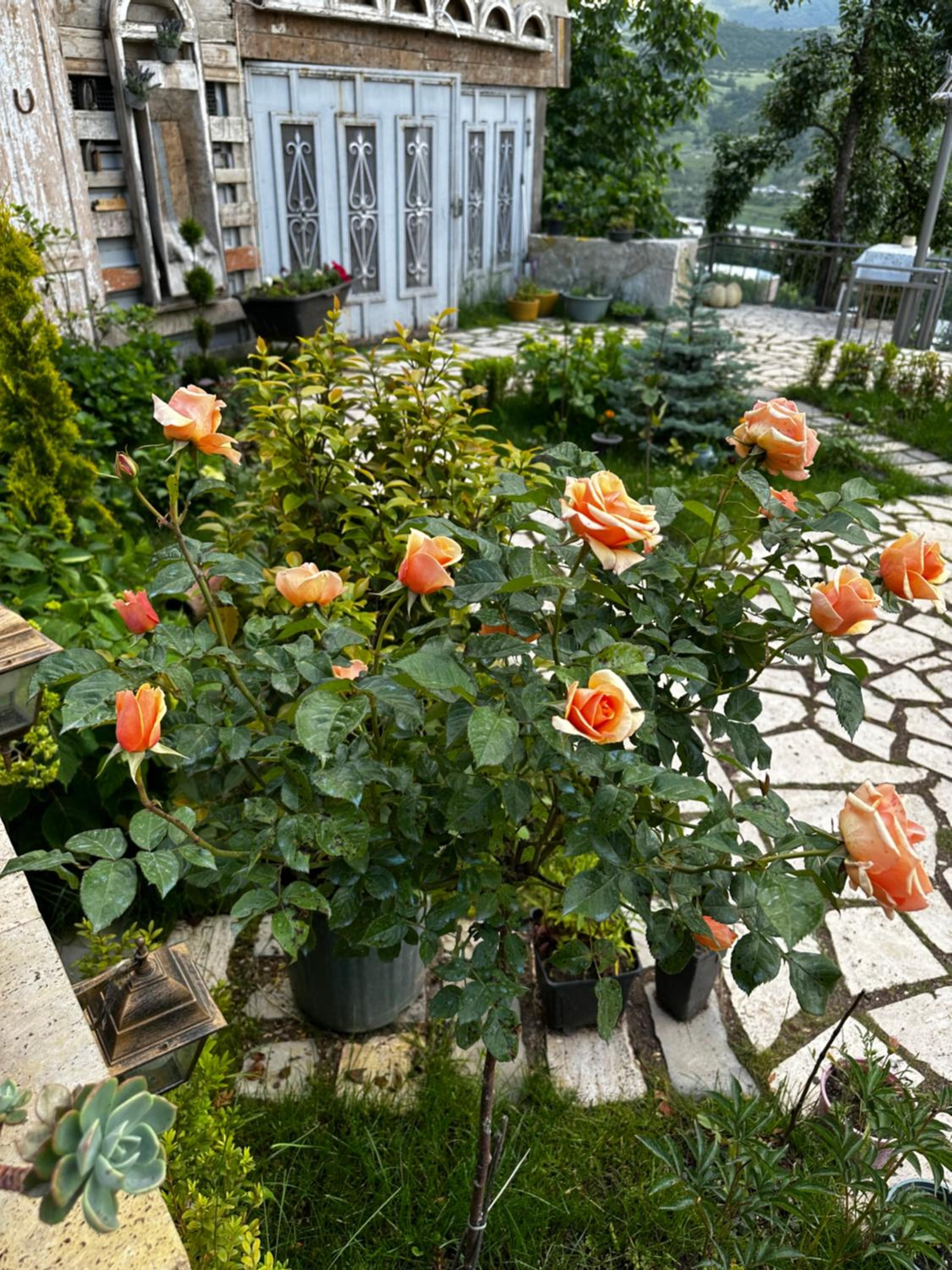 Amrots Deghceni - Boutique Castle Stay