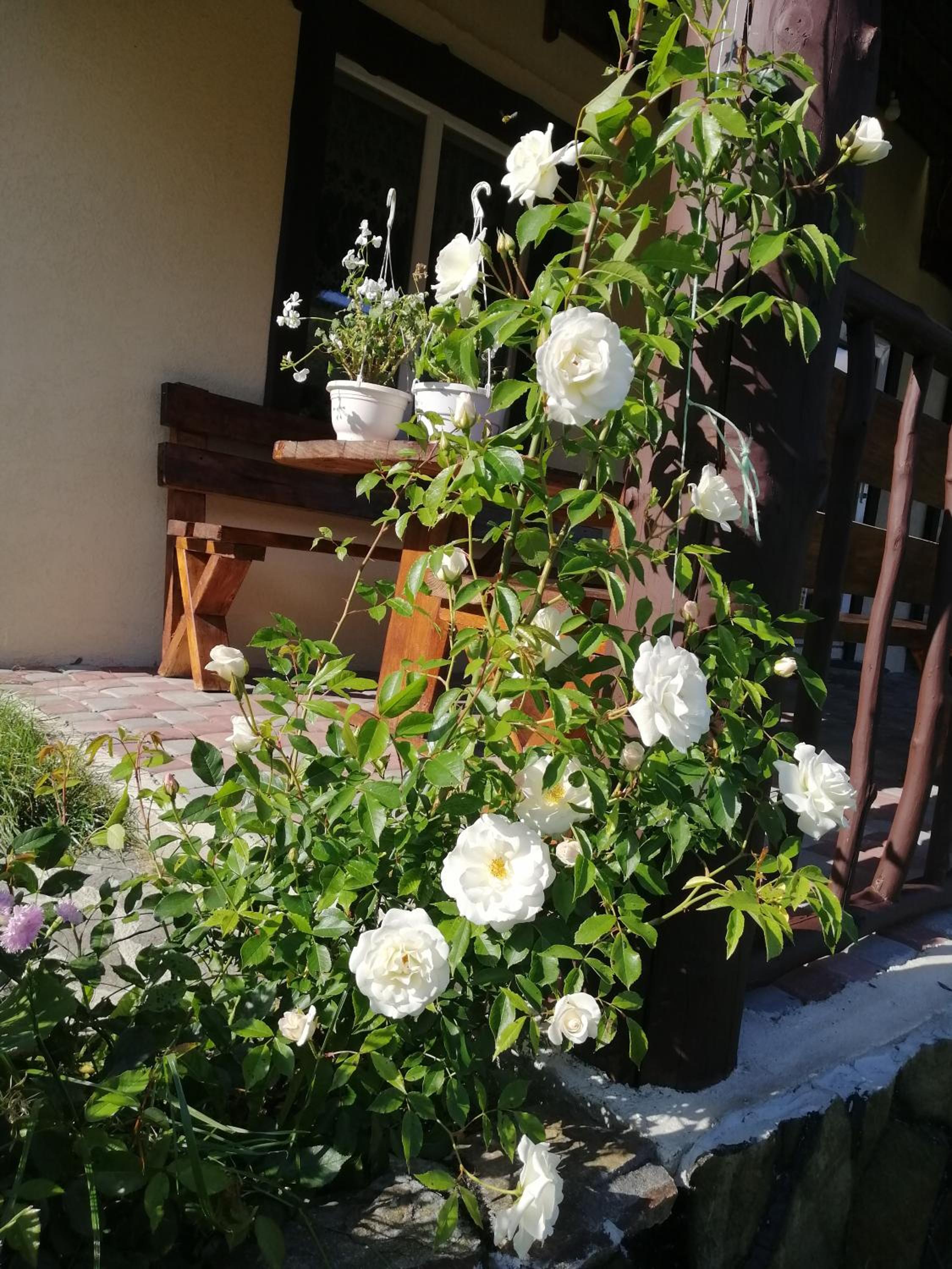 Photo 40