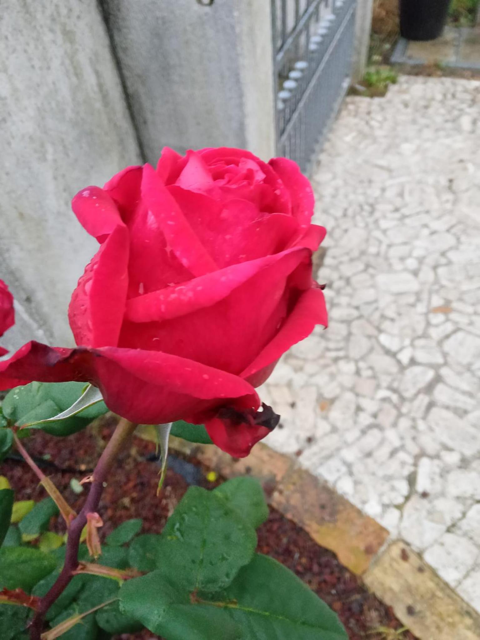 Photo 49