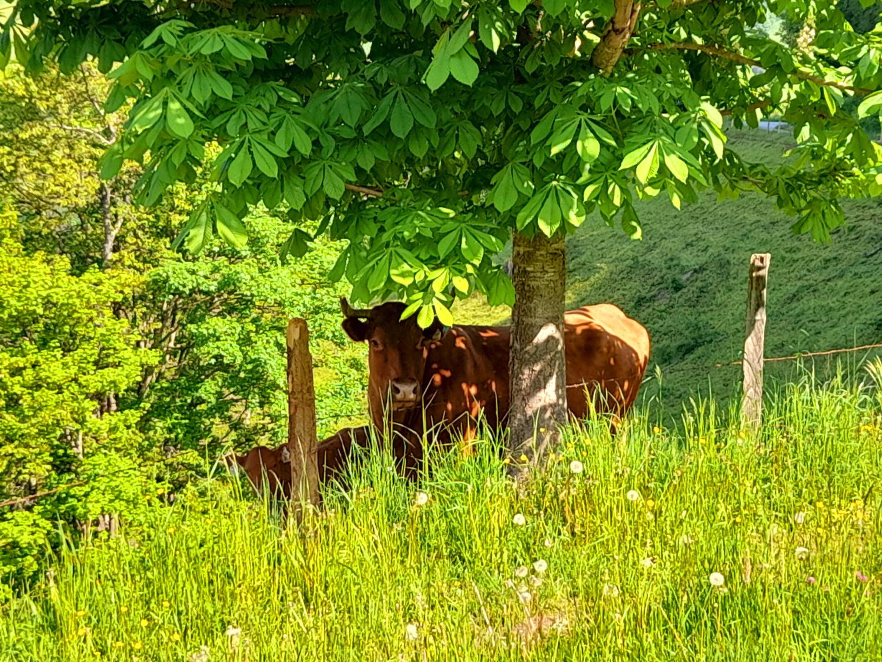 Hallmoosgut