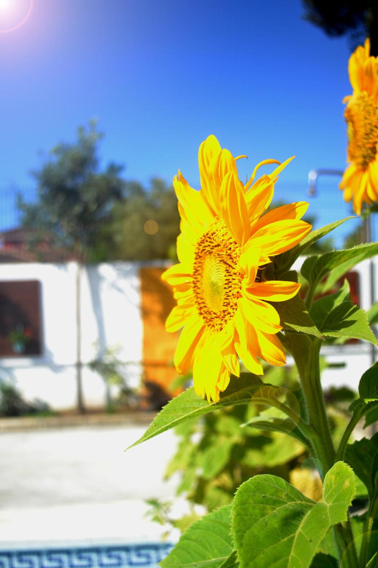 Chalets en Sancti Petri