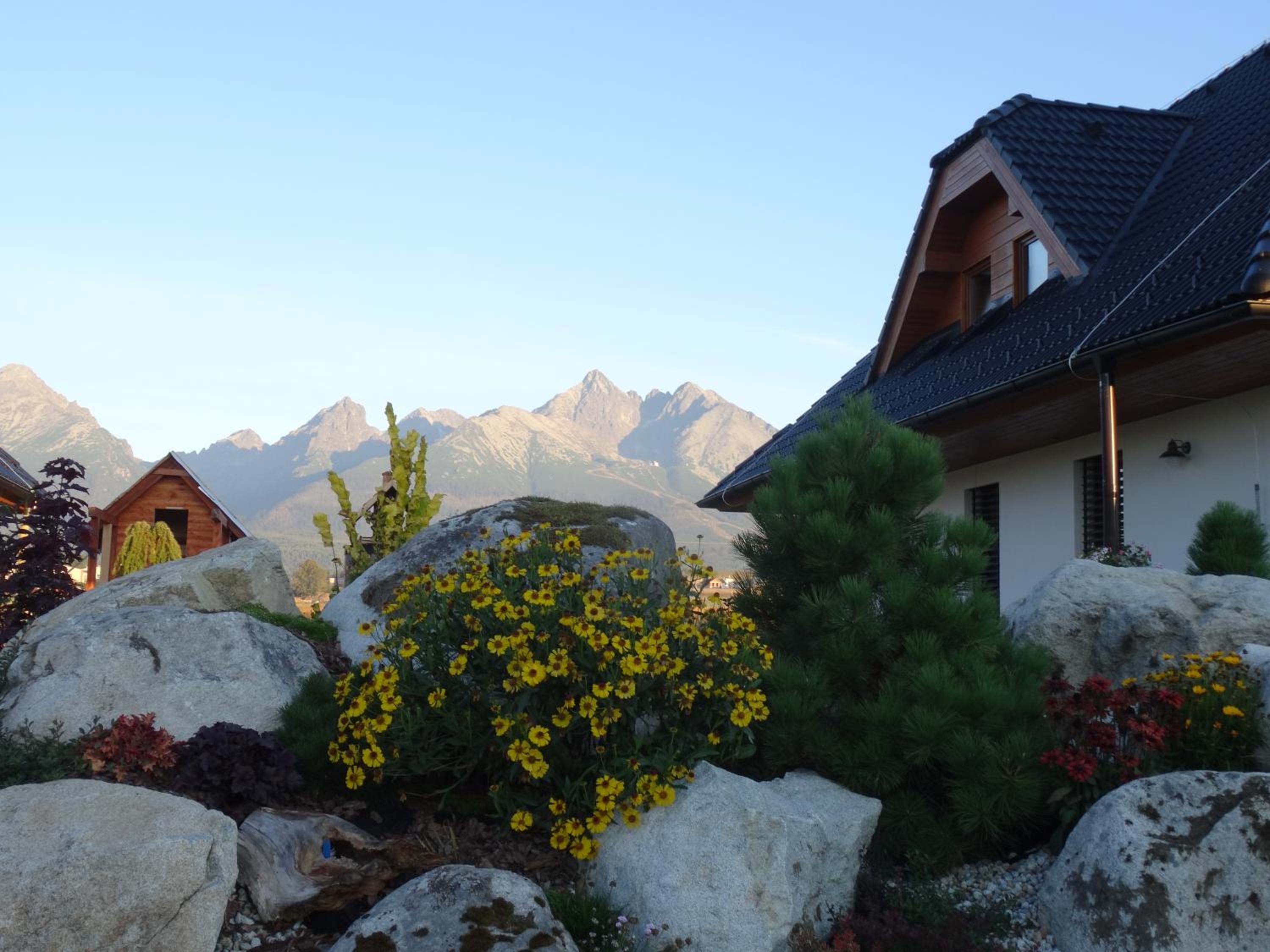 Pinus Cembra view 5
