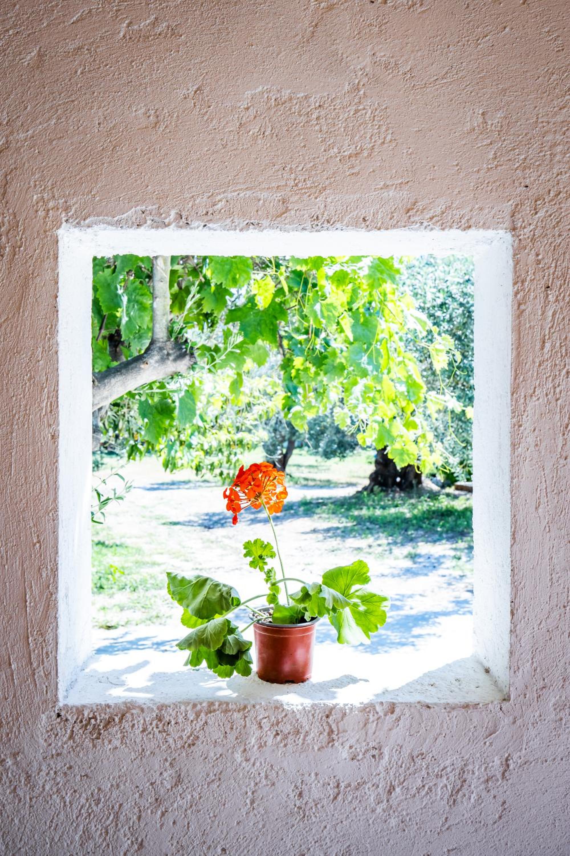 Eleonora's