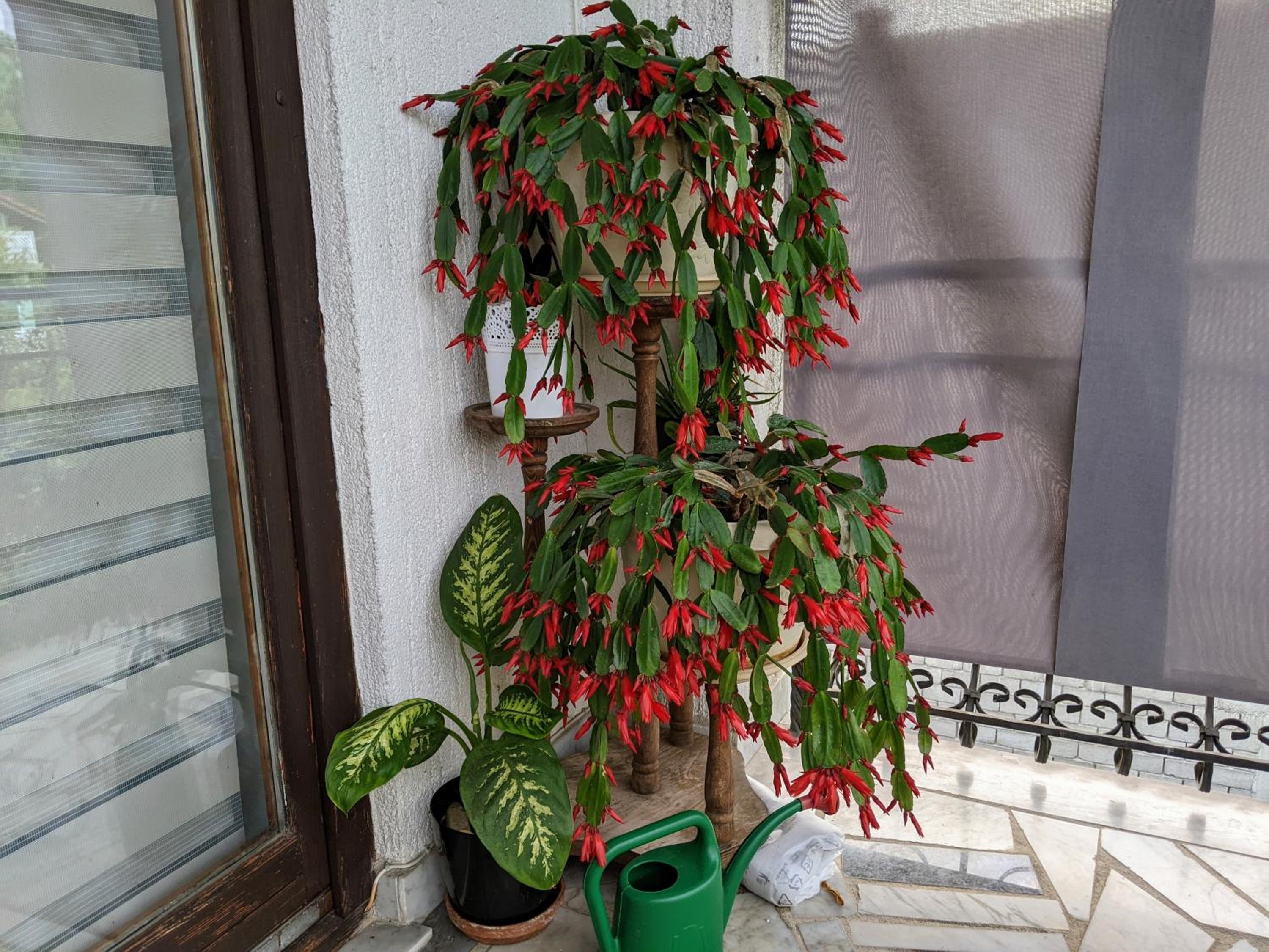 Apartmani Hrastik 2