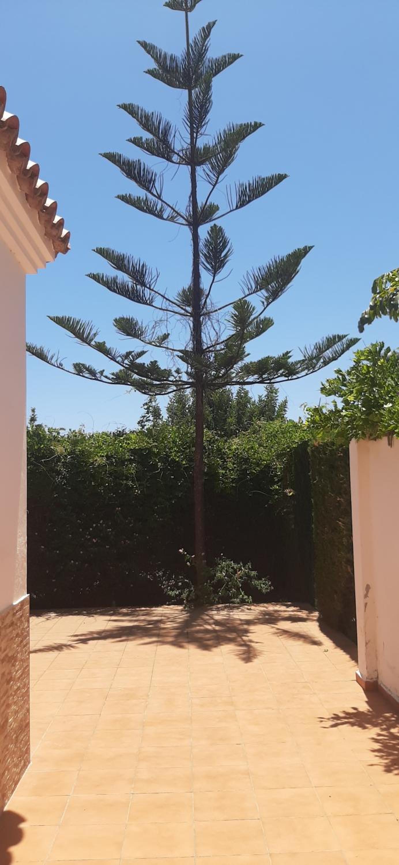 Estrella del Mar