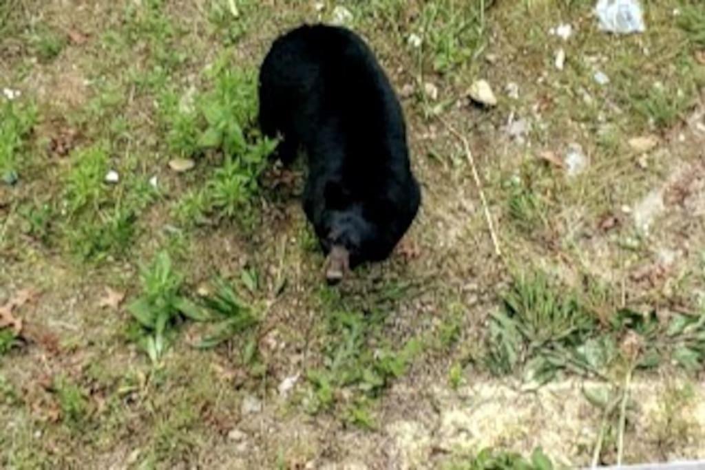 Photo 22