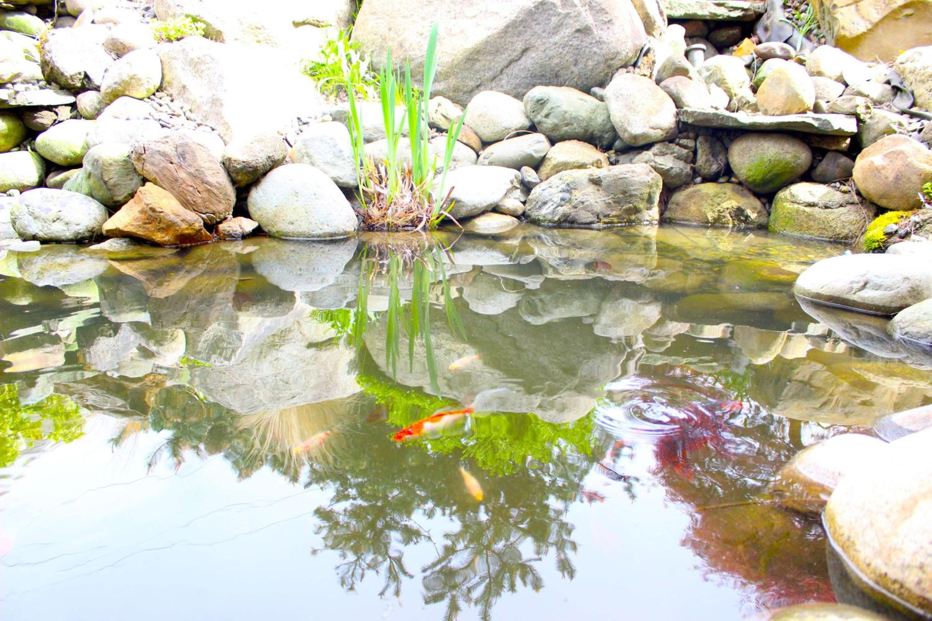 Photo 44