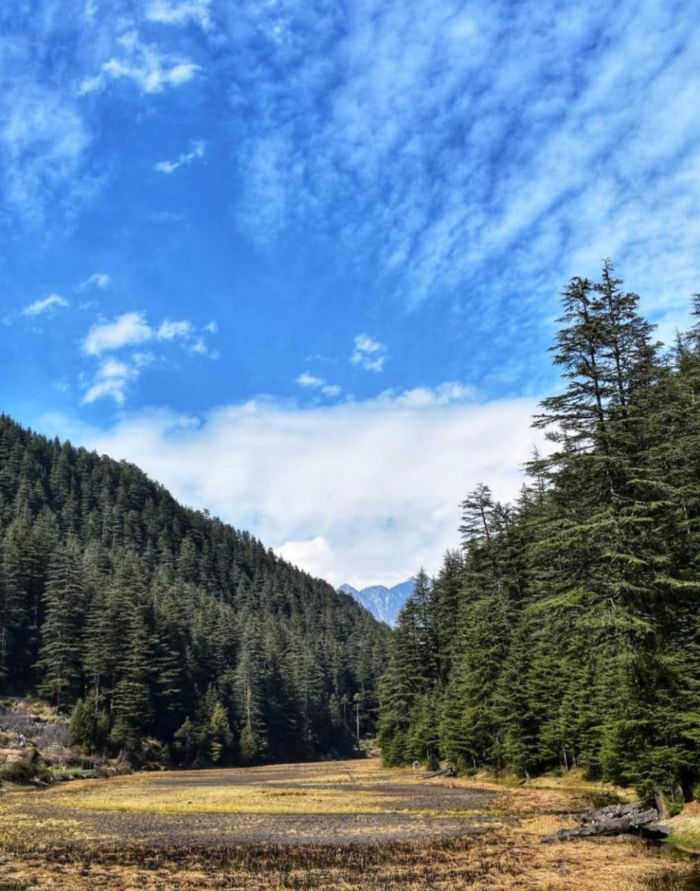 Himalayan Nest Sharan