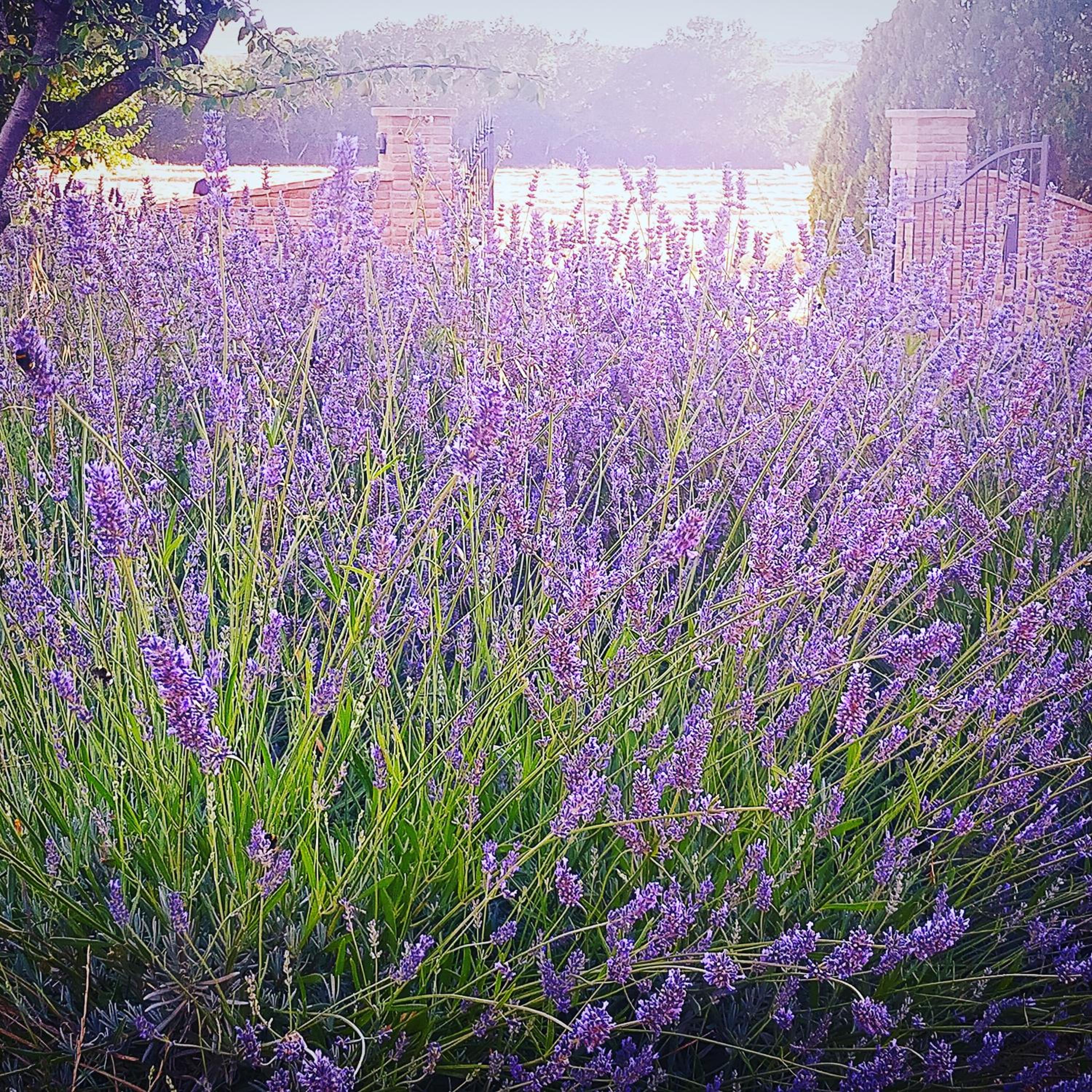 Coccinella House