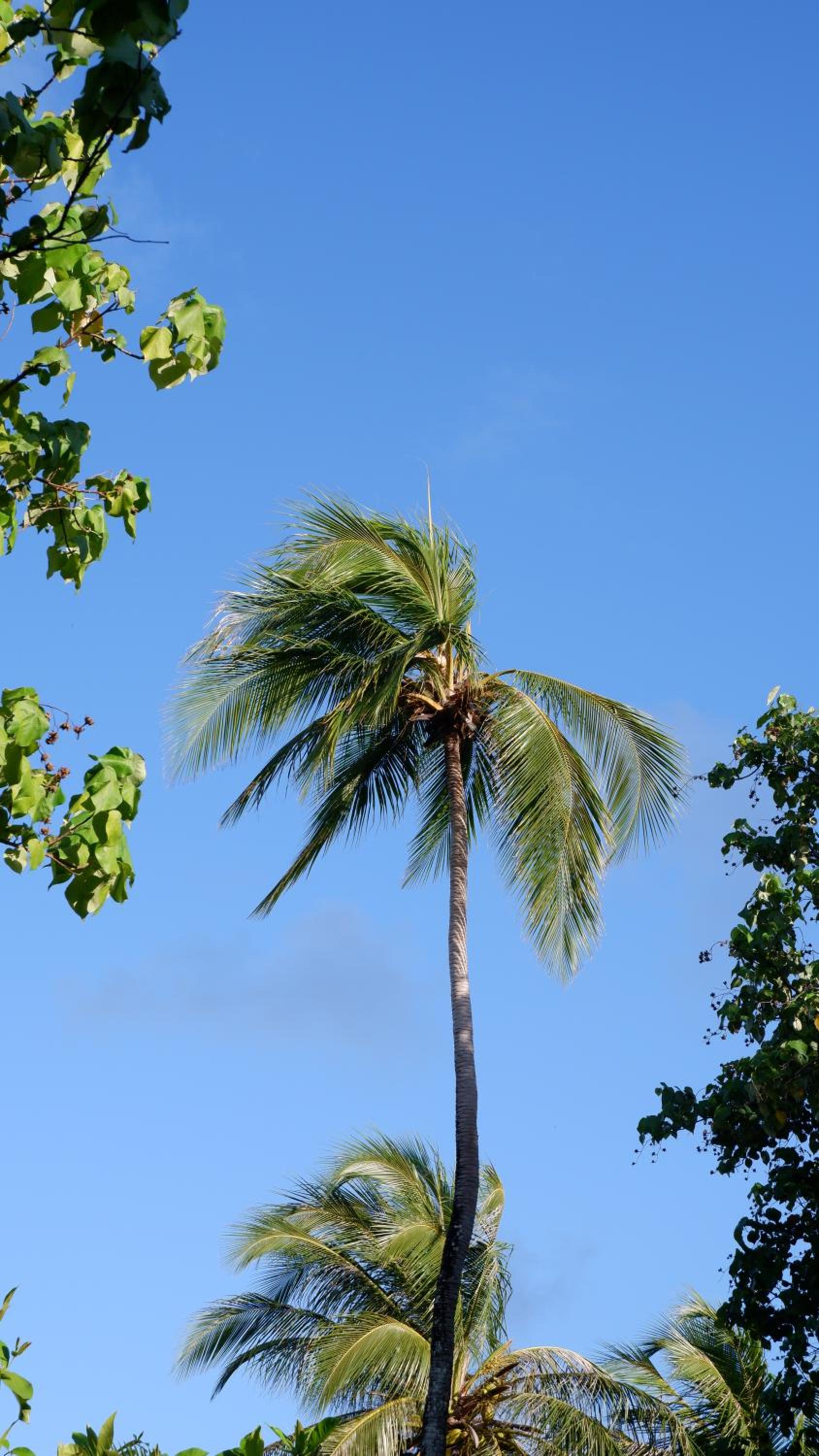One The Island