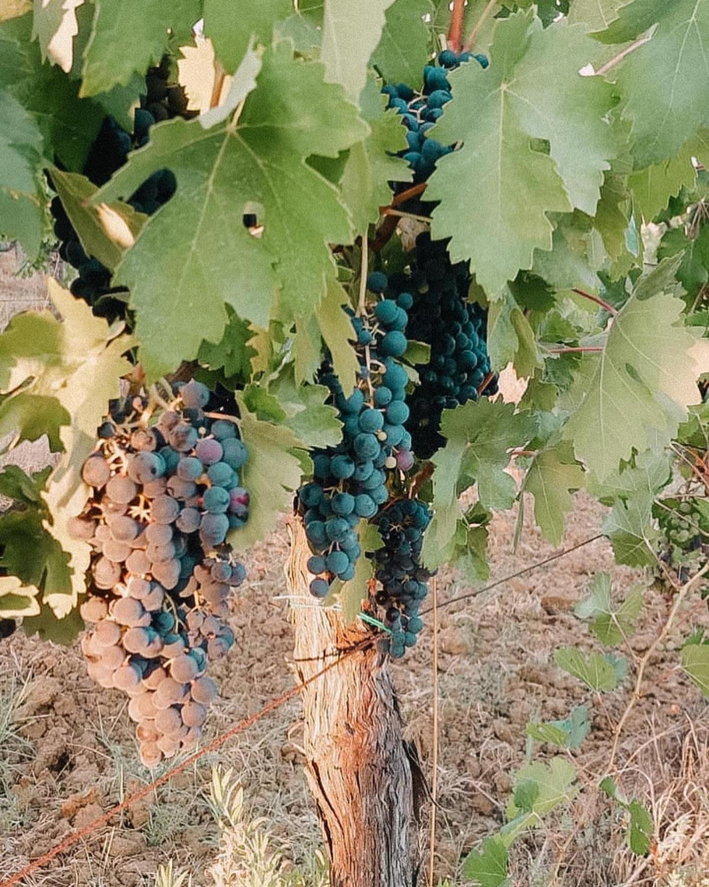 Agriturismo Terra Di Dio Toscanizzazione