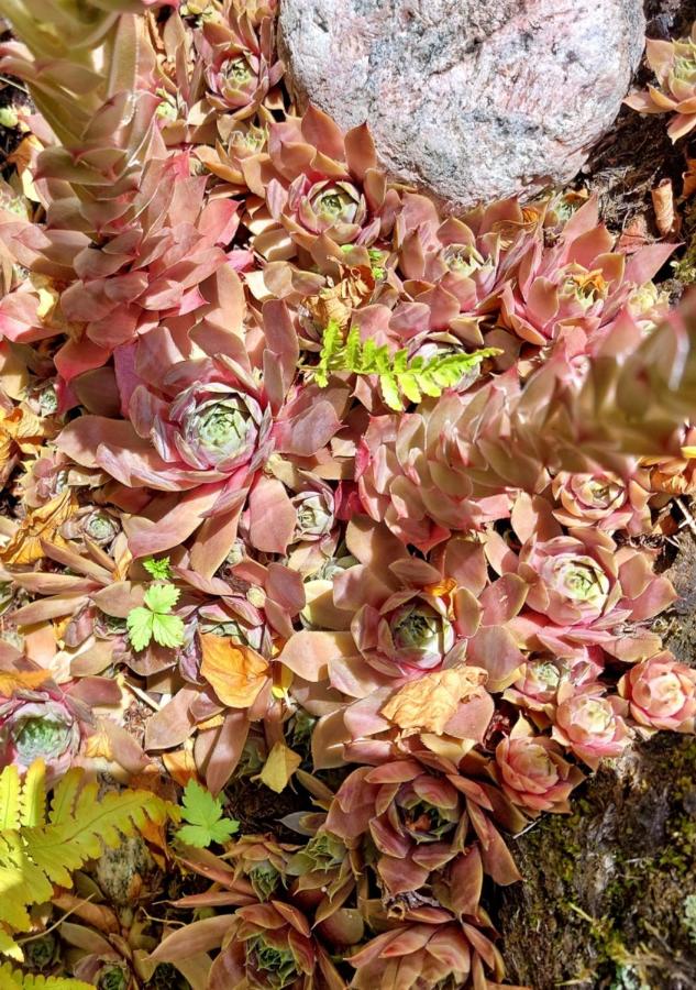 Flora Dekor gästgård