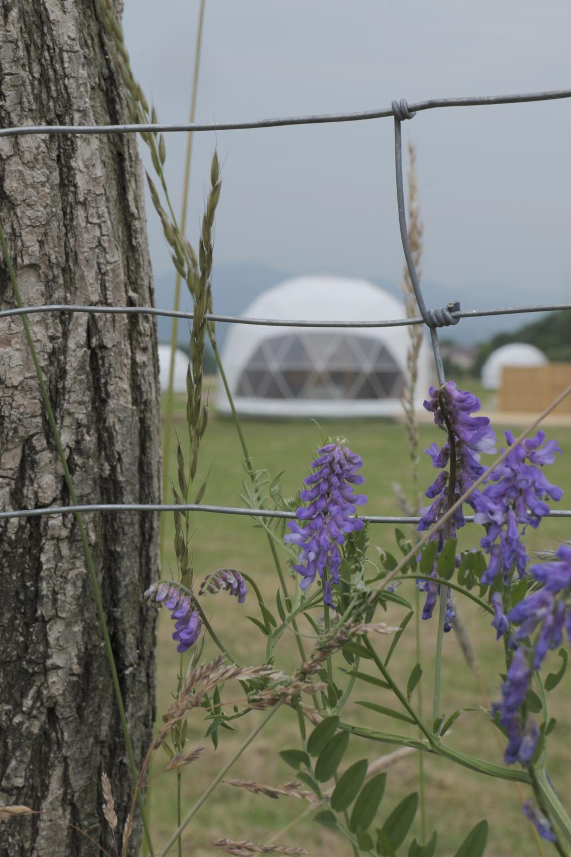 Glamping Resort