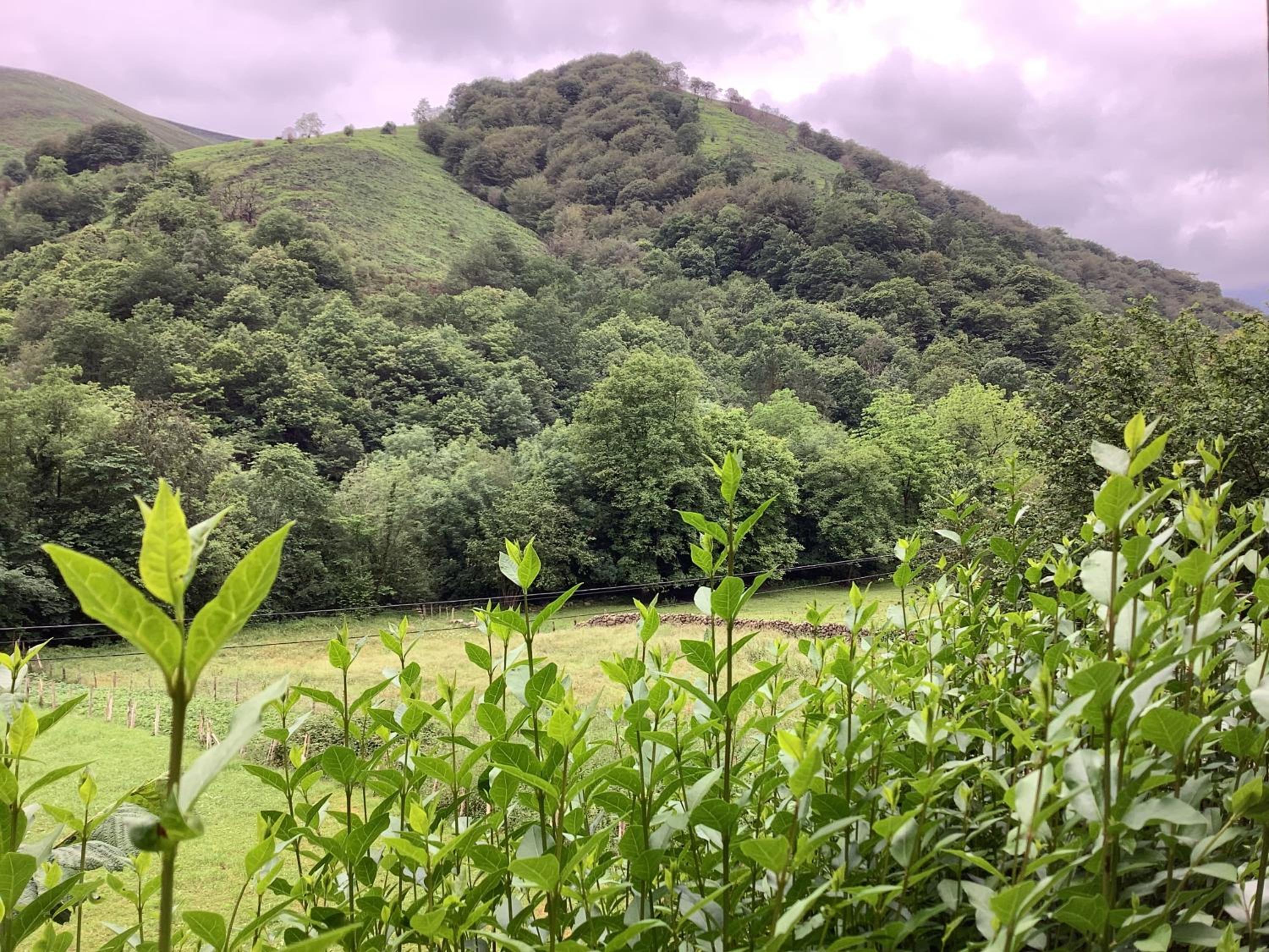 The living mountain - SAJA - CASONA RURAL view 2