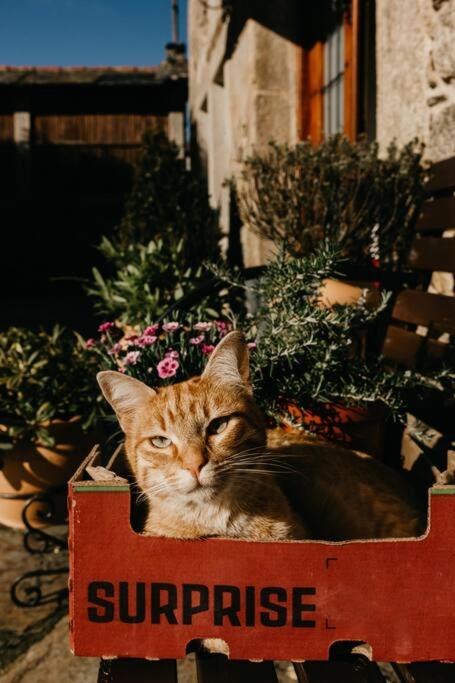 Casa do Cuco - Rural house - Property Image 65