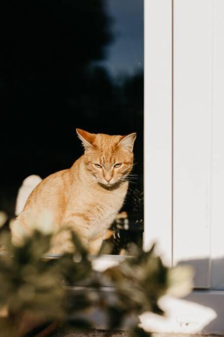 Casa do Cuco - Rural house - Property Image 85