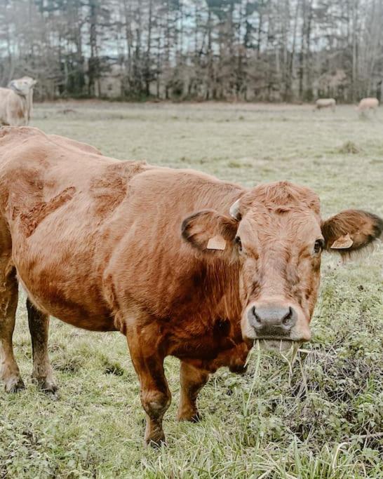 Casa do Cuco - Rural house - Property Image 94