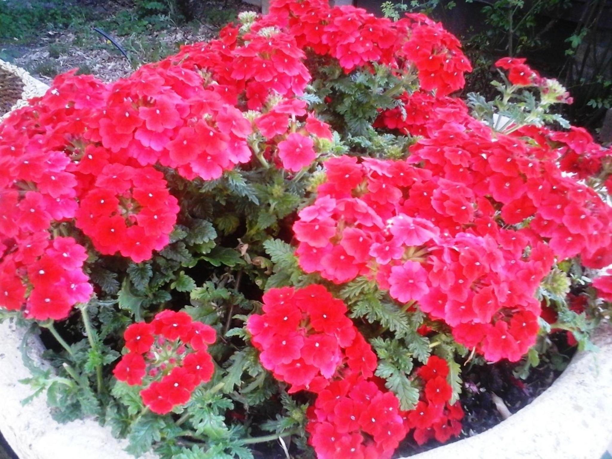 Photo 38