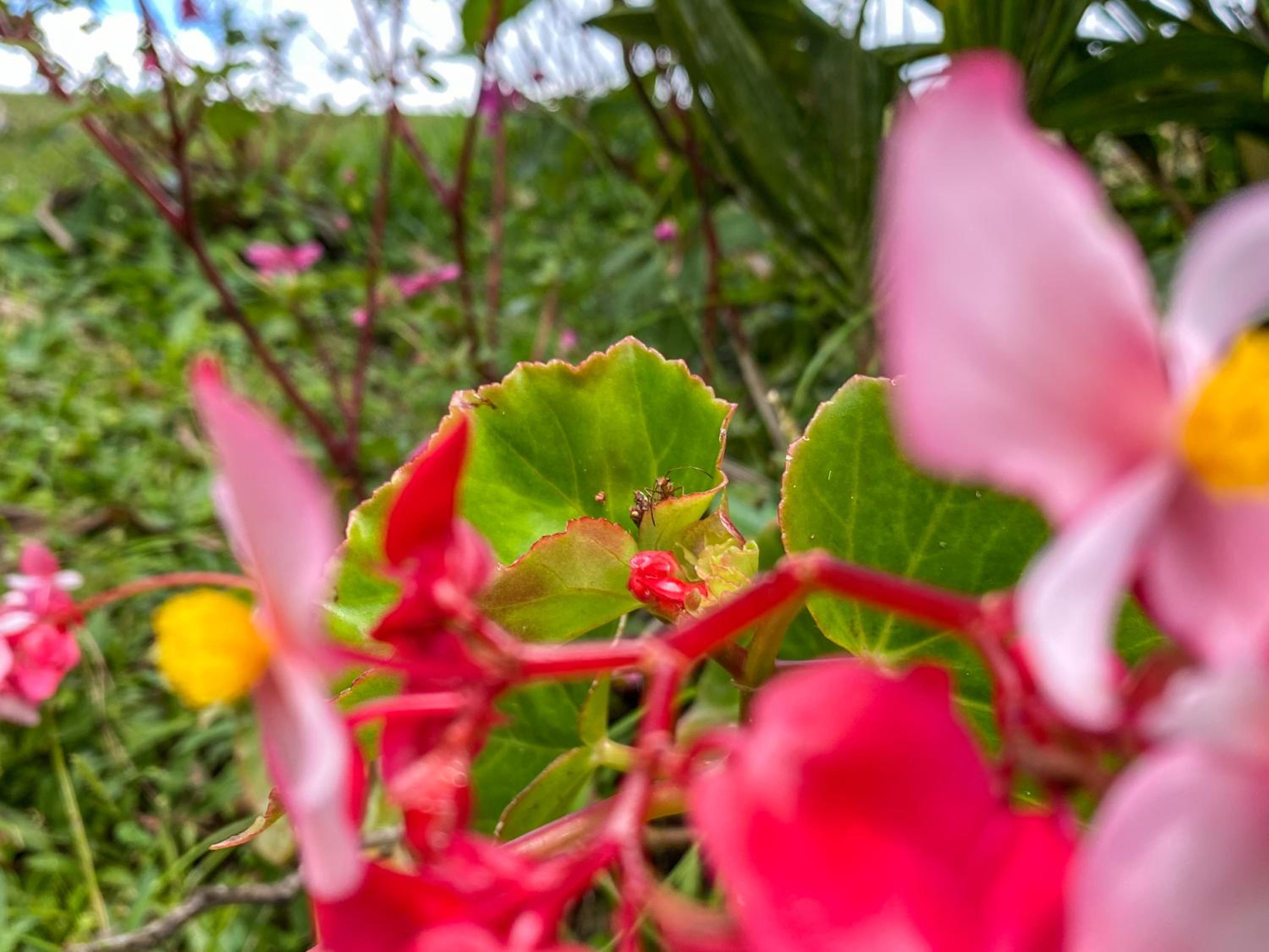 Arenal Garden Lodge