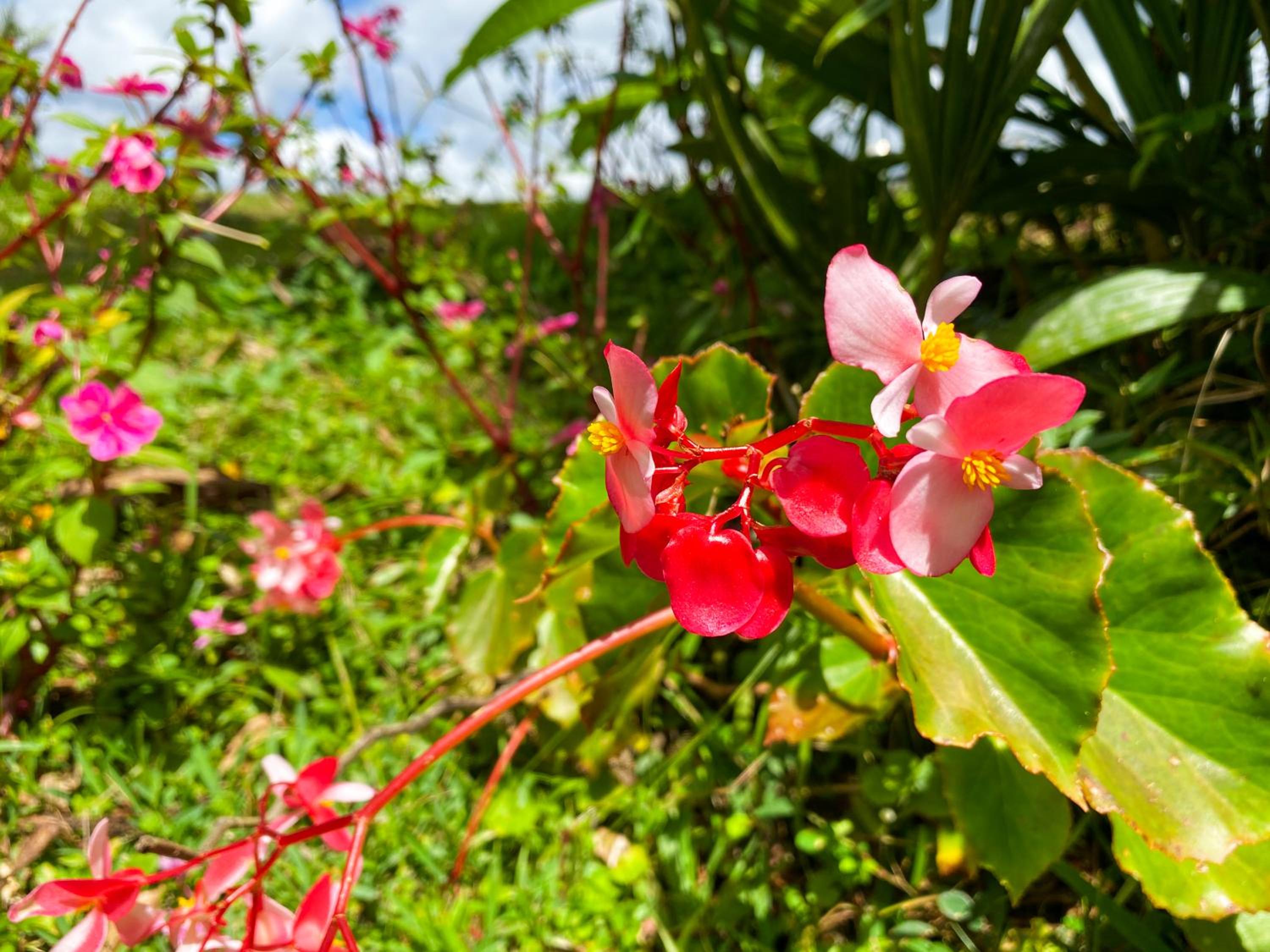 Arenal Garden Lodge