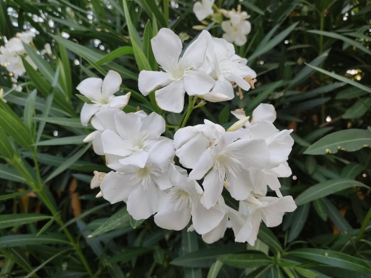 Photo 40