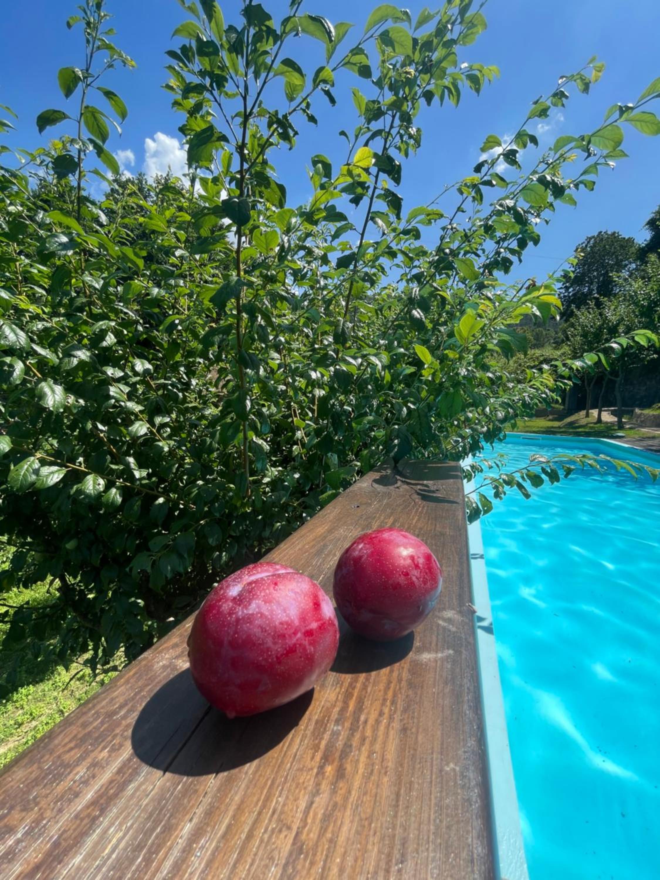 Quinta das Ameixas - Country & Nature view 4