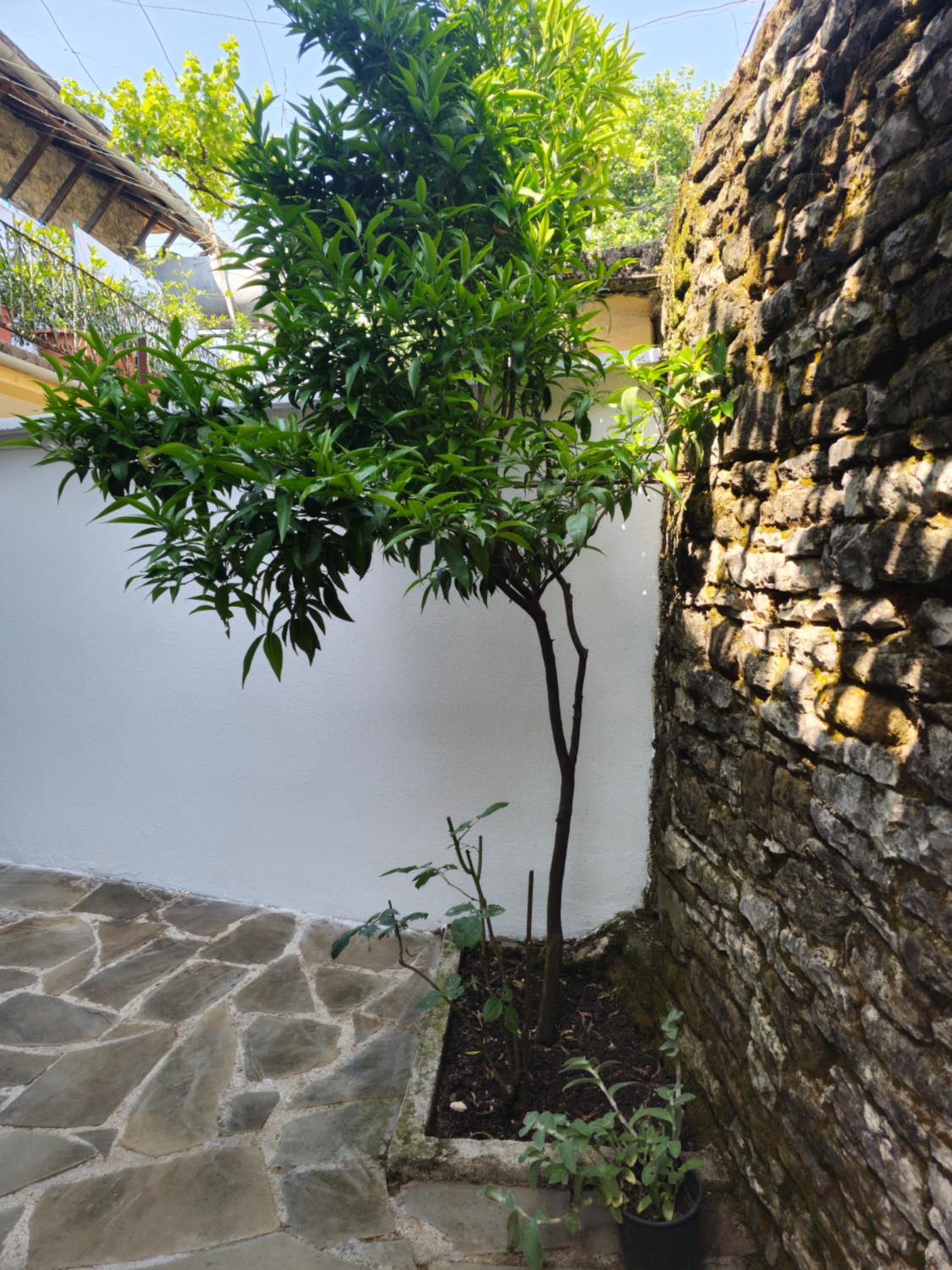 Traditional House Shapllo